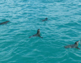4 Galapagos Penguins having a leisurley swim