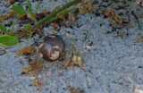 Hermit crab in a beautiful shell