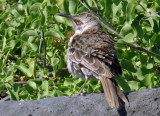 Galapagos Mockingbird