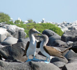 Blue-footed Boobies here too!!