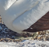 Look at his color! Look at his bill!