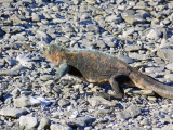 Marine iguanas - they are all over the island