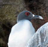 Swallow-tailed Gull .....