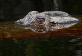 14 - Okefenokee - Just be alert, cause theres a lot of eyes watching you