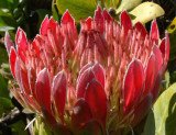 12- Prince Protea