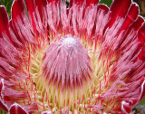 15- Protea Baron - Closeup view