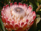 18- Protea Susara