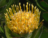 34- Pincushions Hawaiian Gold