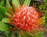 63- Pincushions