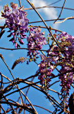 Wisteria