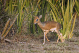 Dik-dik
