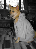 Suki in Sweats.jpg