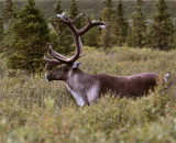 Caribou Profile 2.jpg