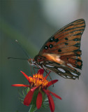 Monarch Butterfly on flower in butterfly garden.jpg