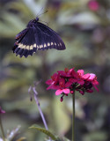 Black Butterfly Flying over flower.jpg