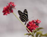 Striped Butterfly on Red Flower.jpg