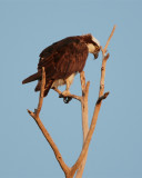 Osprey on a branch.jpg