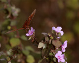 Butterfly on a pink flower at Circle Bar B.jpg