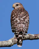 Red Shoulder Hawk on branch vertical.jpg