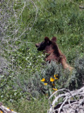 Teton Grizzly Near Jackson Lake Lodge.jpg