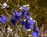 Blue Flowers.jpg