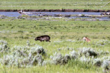 Lamar Valley Black Wolf Dogged by Two Coyotes.jpg