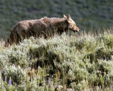 Lamar Valley Coyote Facing into the Sunrise.jpg