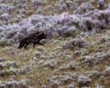 Lamar Valley Wolf on the Hillside.jpg