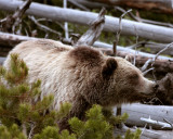 Mt Washburn Grizzly Coming Through the Bushes Close.jpg