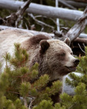 Mt Washburn Grizzly Coming Through the Bushes Vertical.jpg