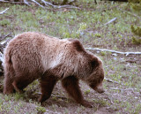Mt Washburn Grizzly Heading for the Road.jpg