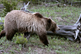 Mt Washburn Grizzly Running Past Downed Tree.jpg