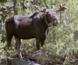 Bull Moose Near Jackson Lake Lodge.jpg