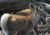 Colter Bay Fox Kits Playing.jpg