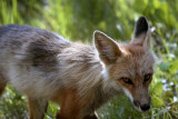 Colter Bay Mother Fox.jpg