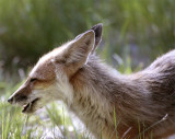 Colter Bay Mother Fox Profile.jpg