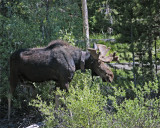 Bull Moose Near Jackson Lake Lodge Profile.jpg