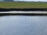 Air Boat Ride