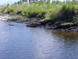 Air Boat Ride