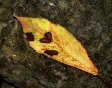 a leaf with a true heart