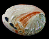 polished abalone shell.jpg