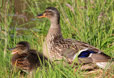 Talkative little duckling.