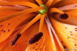 Orange Lily II