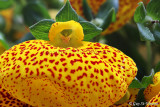 Calceolaria I