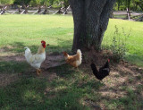 Chickens in the Shade