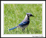 Blue-Jay-3.jpg