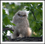 Great-Horned-Baby.jpg