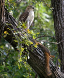 Red-tailed Hawk