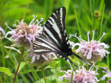 Zebra Swallowtail