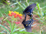 Pipevine Swallowtails